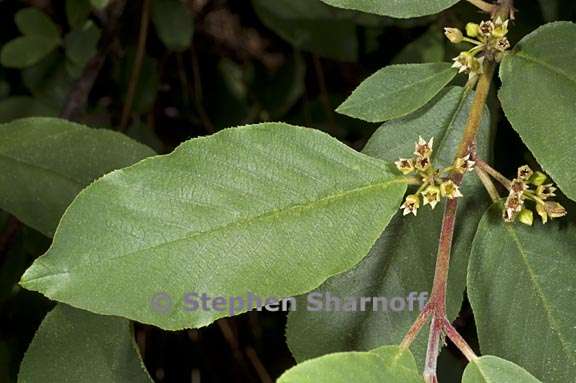 frangula rubra ssp rubra 4 graphic